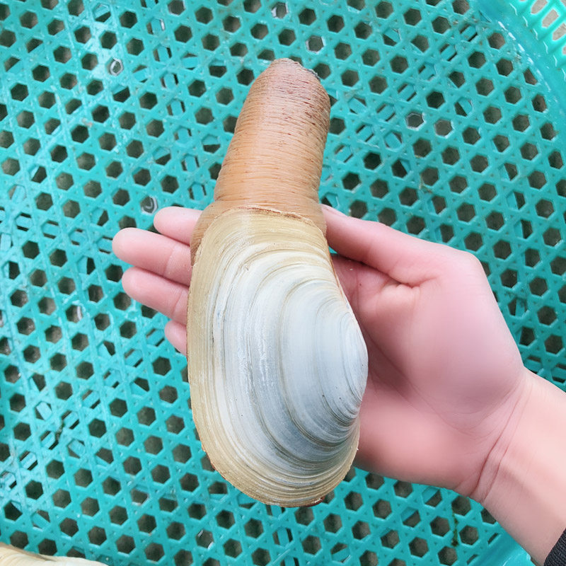 海鲜水产鲜活象拔蚌刺身新鲜象牙蚌海象牙野生象鼻蚌即食刺身食材