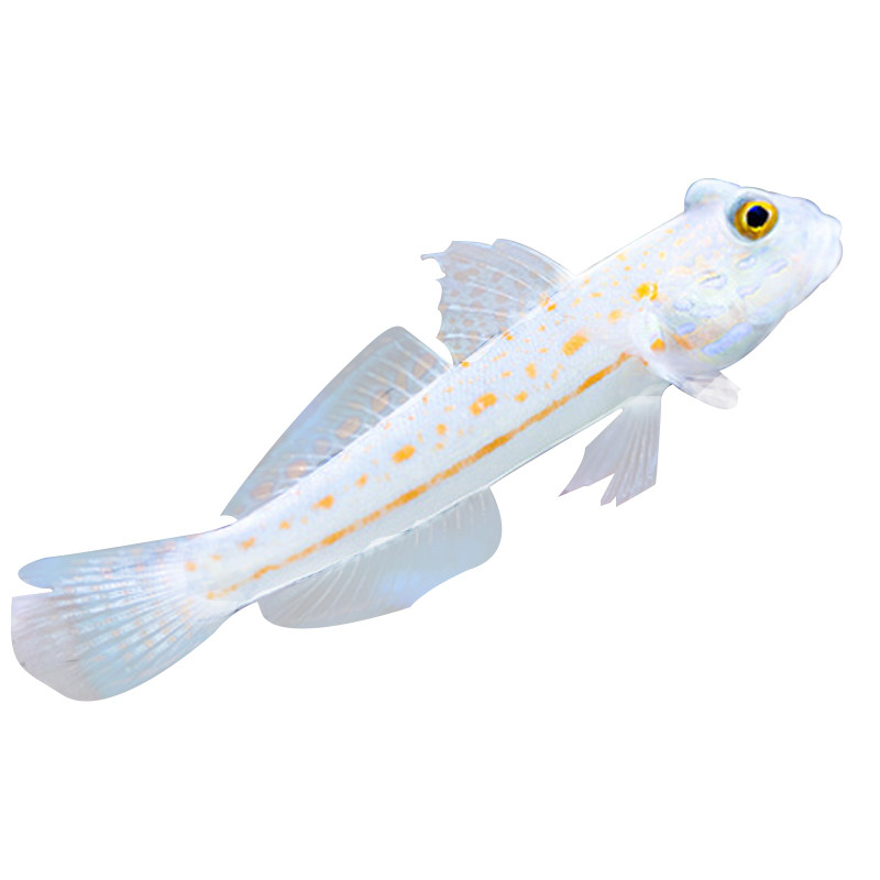 虾虎万鱼海水黄金金头双色钻石哨兵小丑翻砂鱼