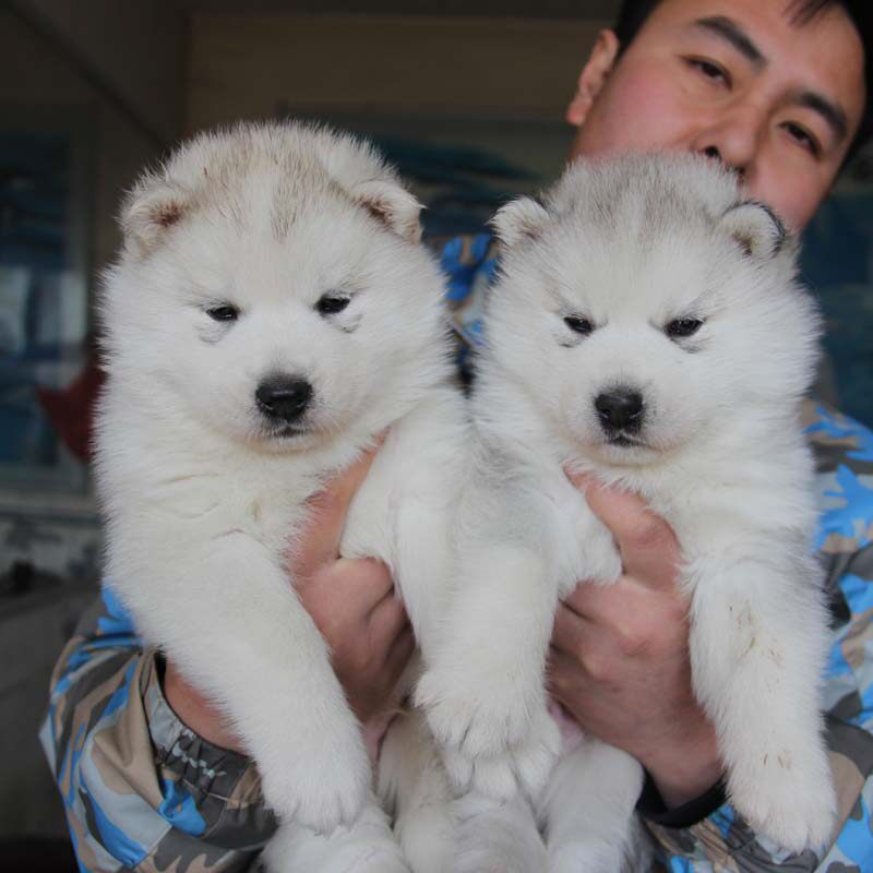 北京狗场直销哈士奇幼犬纯种西伯利亚雪橇犬活体宠物狗狗