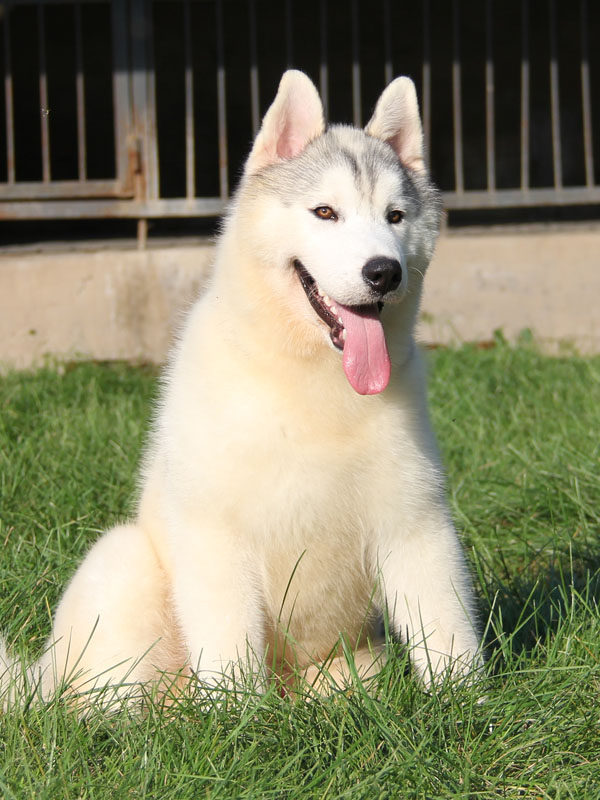 蓝眼睛犬舍赛级血统哈士奇幼犬纯种小哈二哈活体宠物狗狗血统幼犬