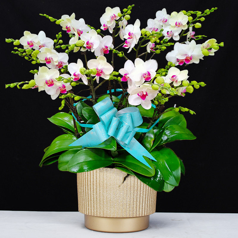 蝴蝶兰盆栽北京同城绿熊花鲜花礼品真兰花盆景年宵室内客厅花卉