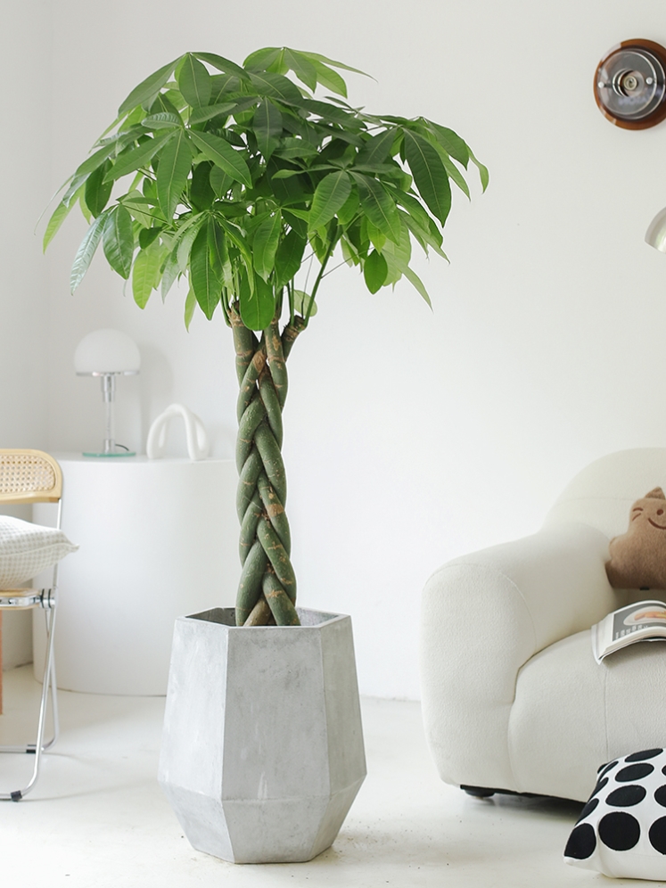 适合搬新家的绿植禄植盆栽乔迁新居家里植物绿植