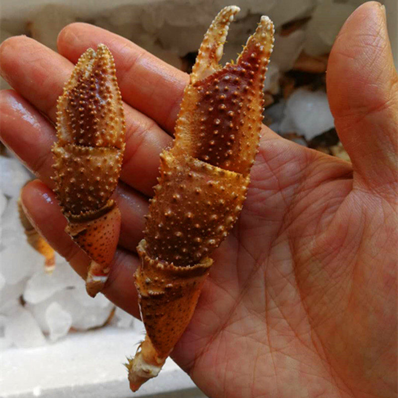 蟹腿寄居搜鱼青岛新鲜蟹蟹海怪大号怪腿蟹脚