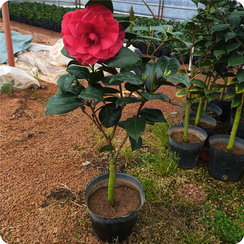 贝拉直销青叶拉大玫瑰花型盆栽纯复色茶花树苗绿植花卉