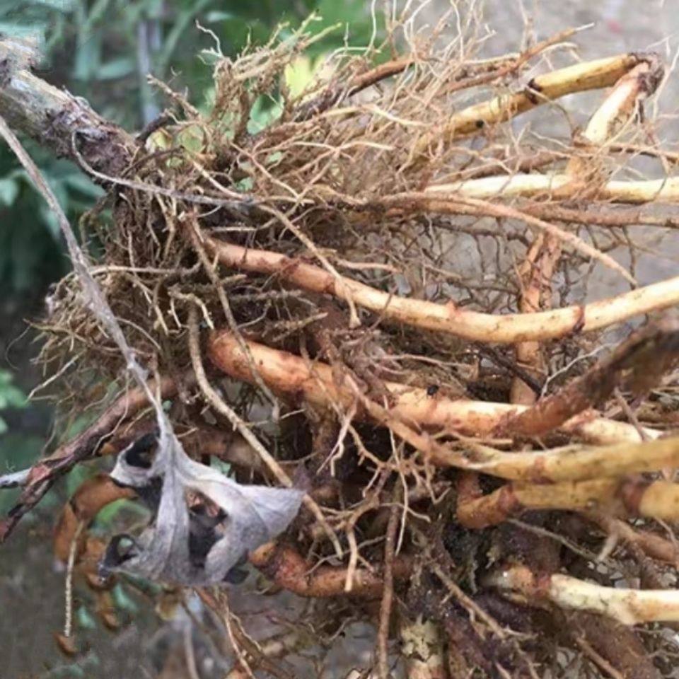 草根艾草农家新鲜现挖艾根艾头中药材干品五月其他药食同源食品