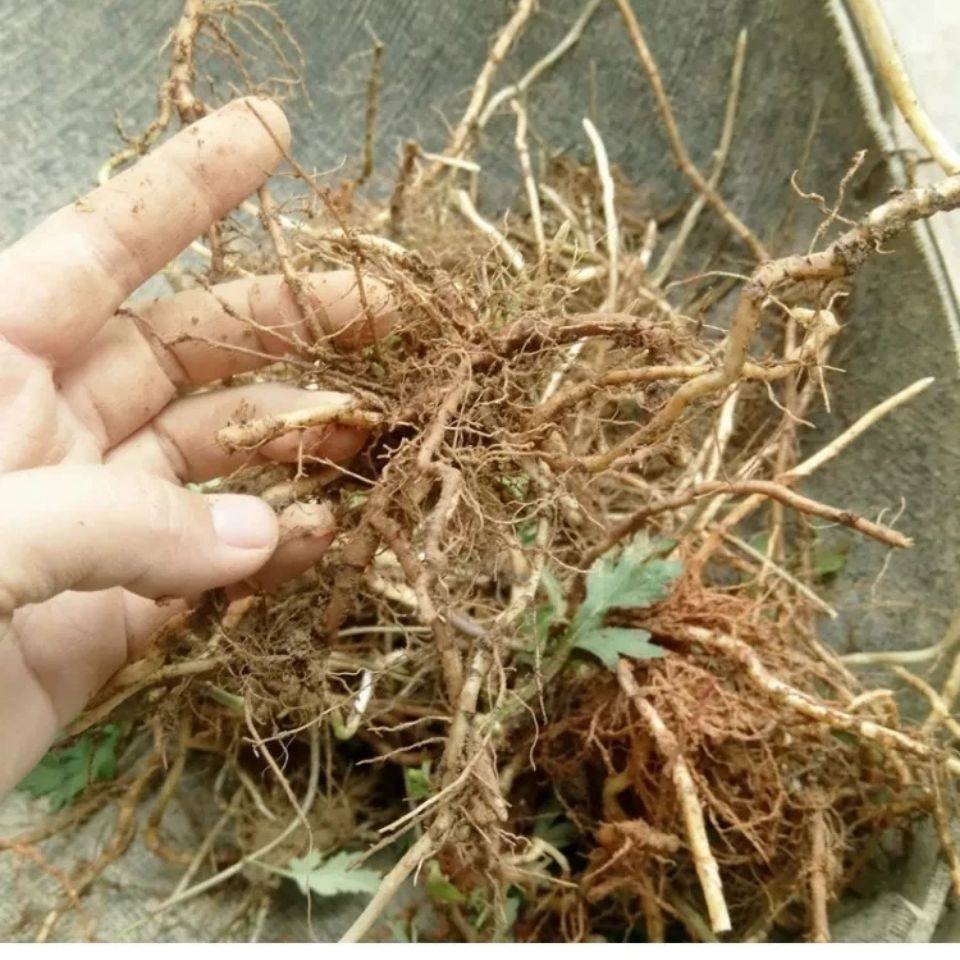 草根艾草农家新鲜现挖艾根艾头中药材干品五月其他药食同源食品