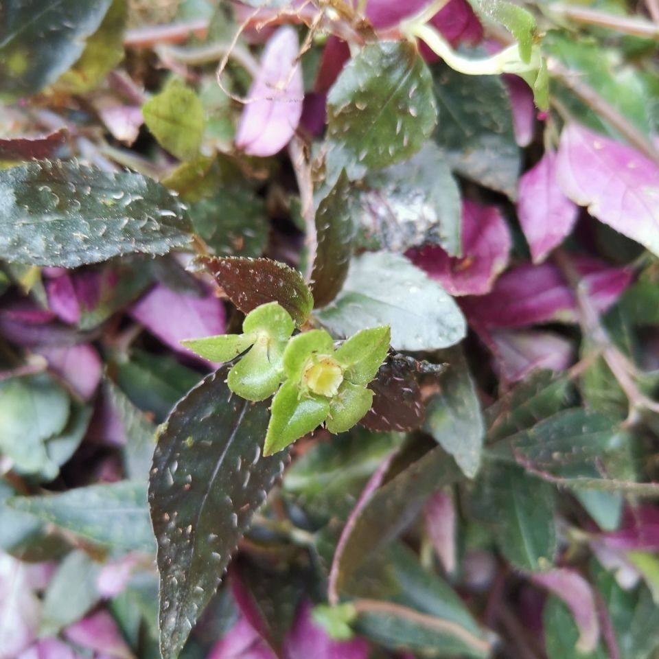 风柜斗新鲜风鼓草风谷草风骨草槠头红干中药材冬季药膳养生汤料