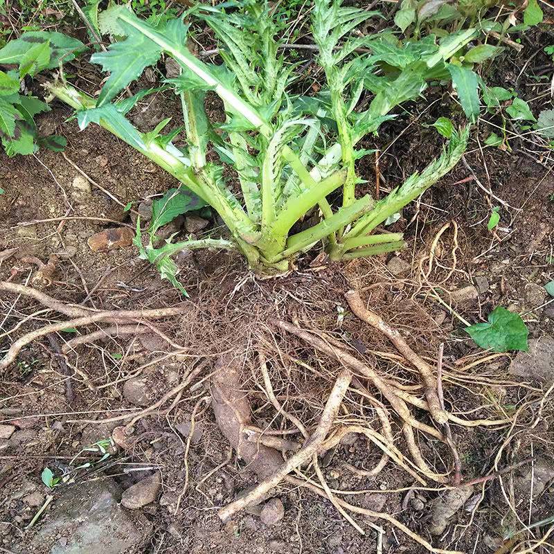 白花大蓟根新鲜现挖大蓟草种种苗马刺蓟戳嘴鸡项其他药食同源食品