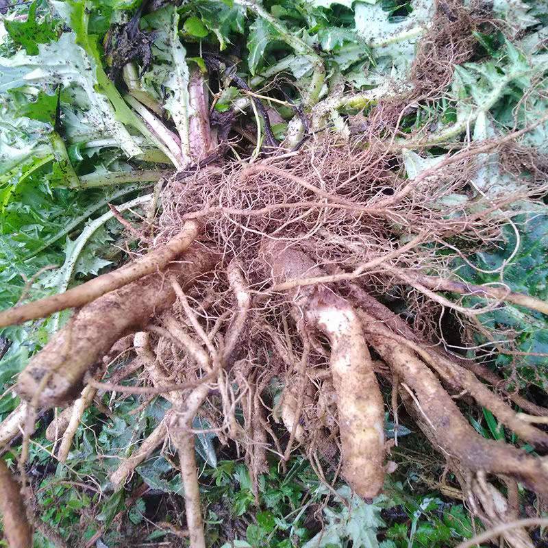 白花大蓟根新鲜现挖大蓟草种种苗马刺蓟戳嘴鸡项其他药食同源食品