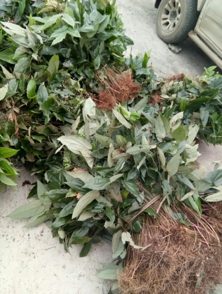 淫羊500g野生仙灵中药材霪淫洋羊藿霍叶粉泡酒非干花
