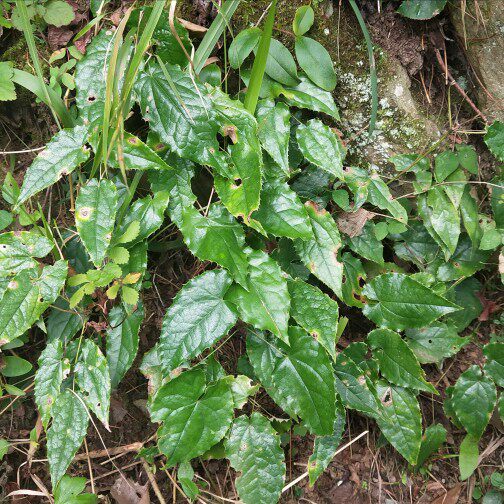 淫羊500g野生仙灵中药材整株霪淫洋羊藿霍叶粉泡传统滋补品其他