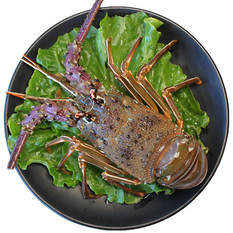 龙虾小青龙鲜活冷冻国产新鲜无冰青龙青岛海鲜活虾