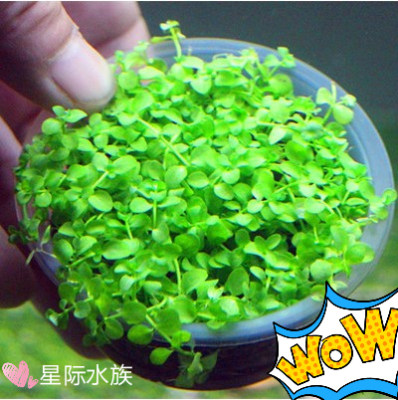 水溶草珍珠草虎耳草牛毛草天湖葵挖耳草水草造景好养入缸成景包活