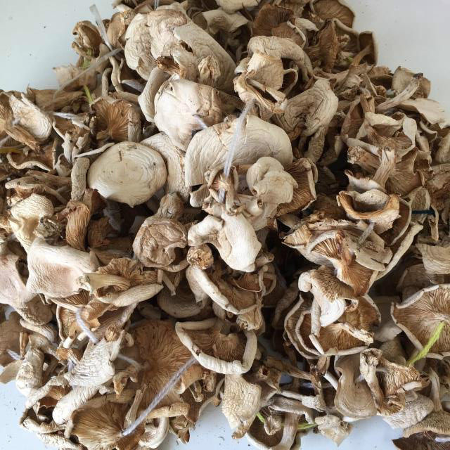 包邮阿尔山野生白蘑东北草原生长250克内蒙古特产其它干货