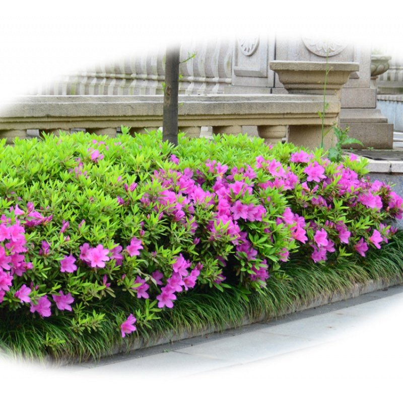 苗木庭院杜鹃树苗四季常青绿化花园植物绿植绿植
