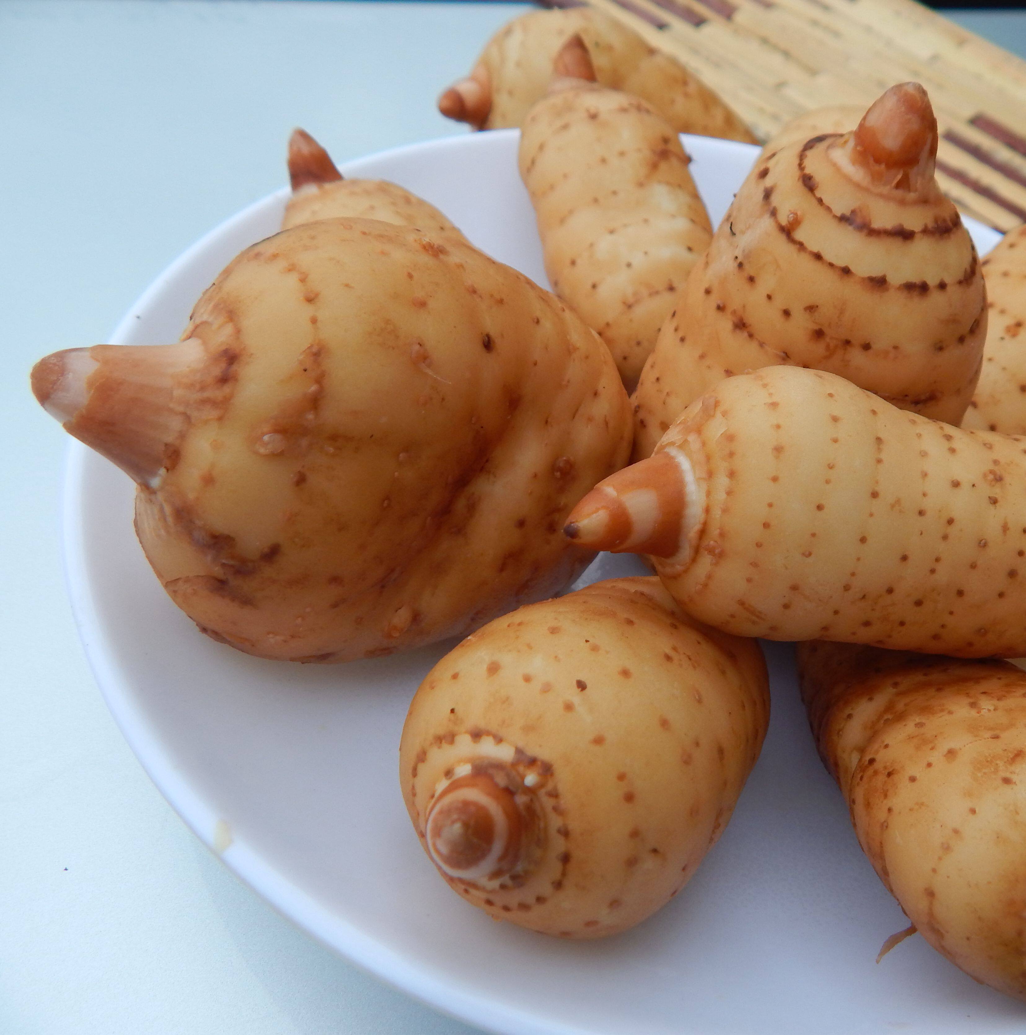 昭通鲜天麻彝良小草坝天麻林下仿野生种植一级每斤3/4个 现挖现发