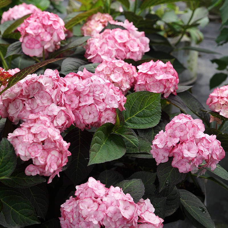 简影花园纱织小姐日本重瓣绣球八仙仙花盆栽时令草本花卉