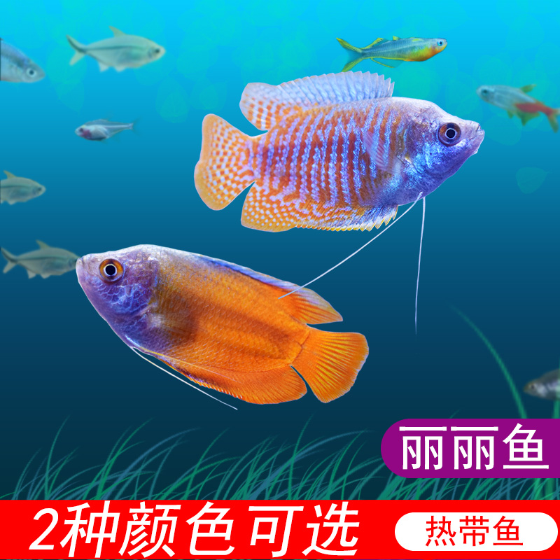 活体丽丽五彩血红热带鱼观赏鱼淡水鱼珍珠马甲鱼鱼