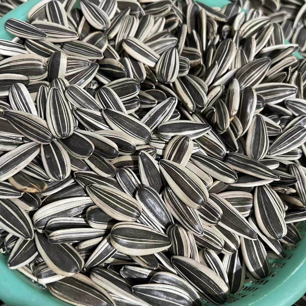 2022新货新疆特产三道眉青花生瓜子颗粒散装瓜子