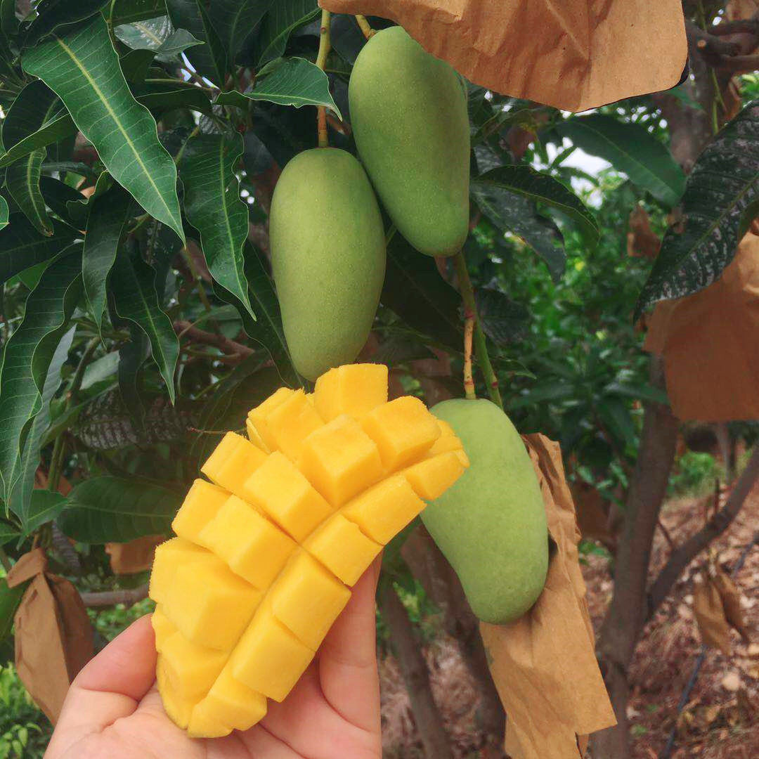云南元江密芒芒果香甜爽口孕妇小孩新鲜水果芒果
