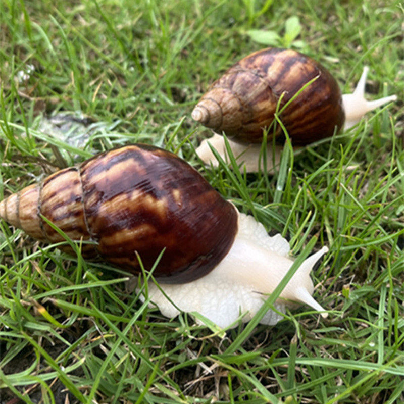 观赏繁殖套装 蜗牛一对宠物 白玉蜗牛活体养殖科学观察实验蜗牛 - 痕