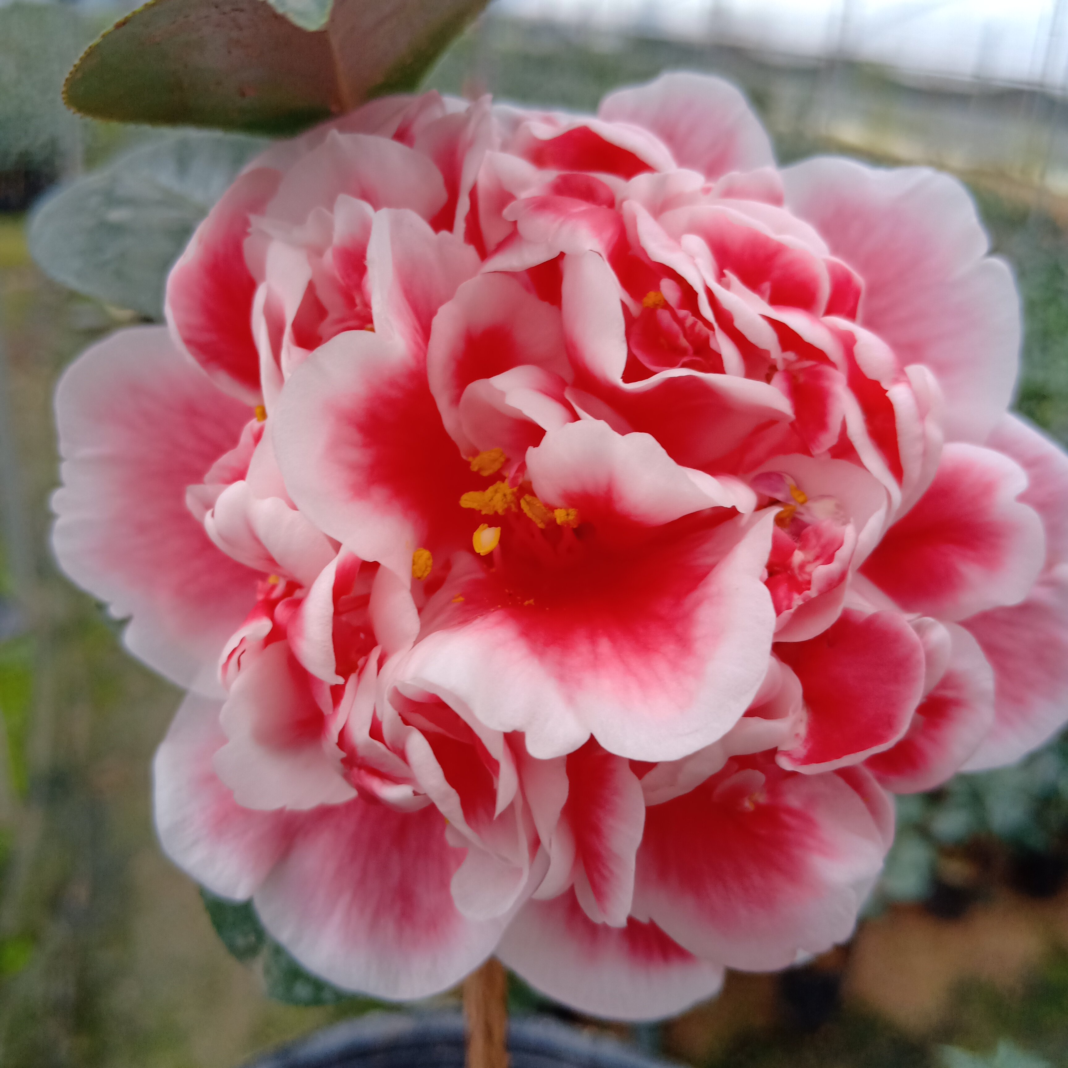 龙火珠茶花进口原生树苗书房室内外名贵精品花卉花卉