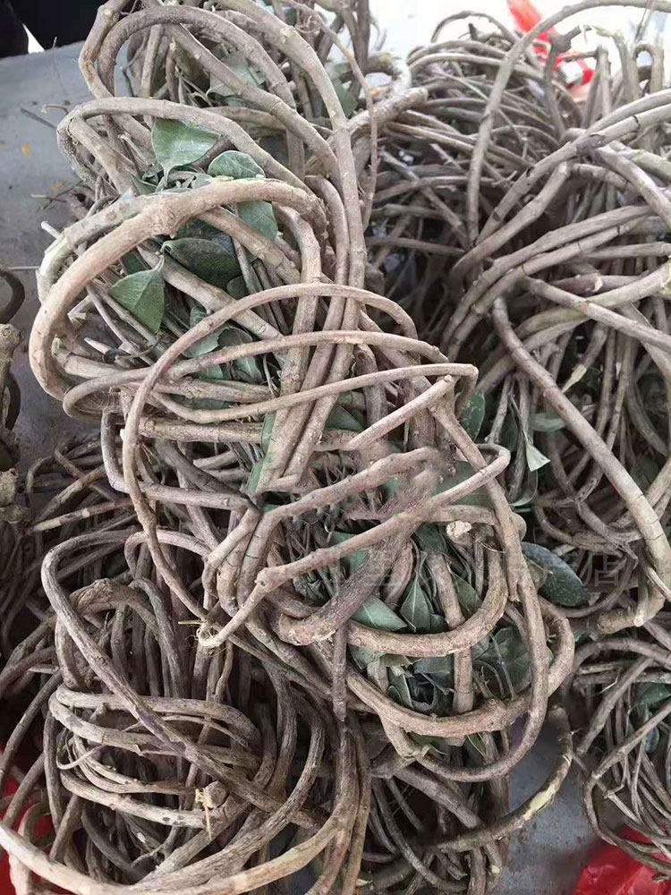 野生福建干货春根藤香藤过山香穿根藤伸筋藤瓜子其他药食同源食品