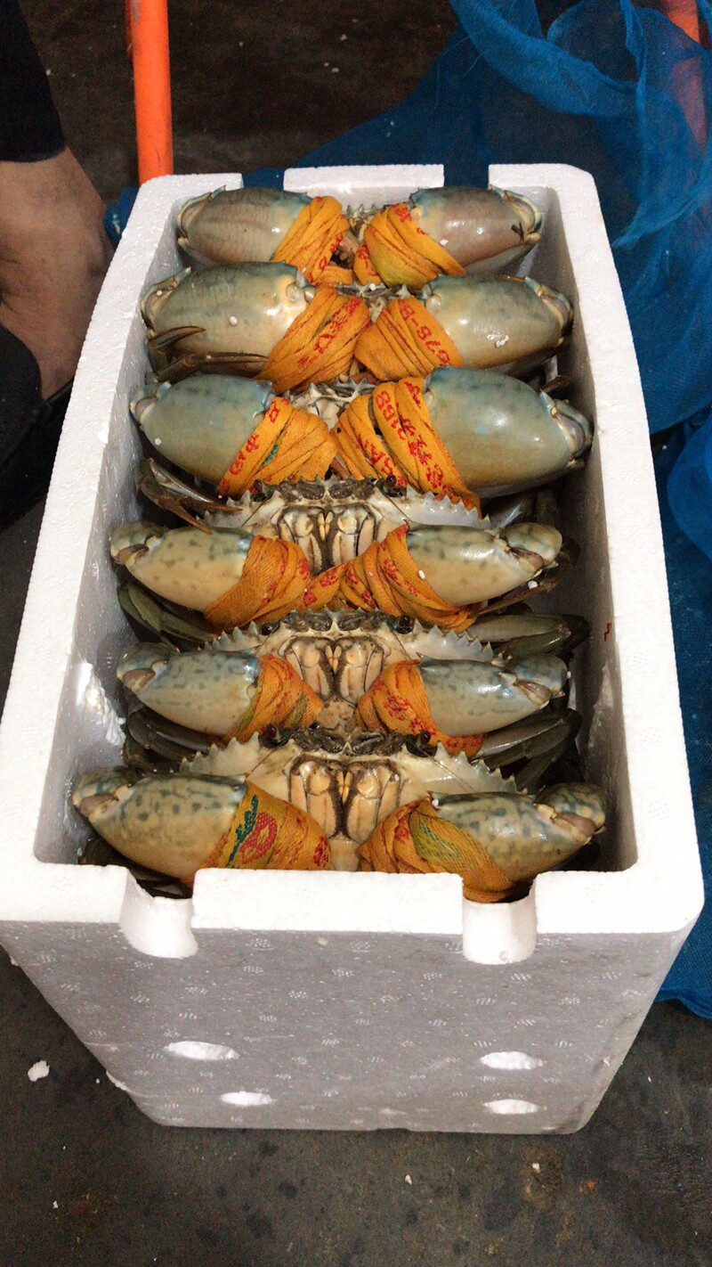 三门青蟹鲜活特大超大螃蟹5斤3母3公豪华礼盒装螃蟹海鲜水产海蟹