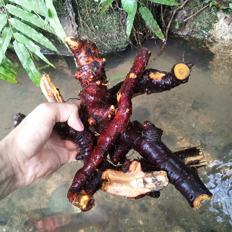 杖根新鲜生虎酸筒杆大接骨花斑竹野土大黄斑其他药食同源食品