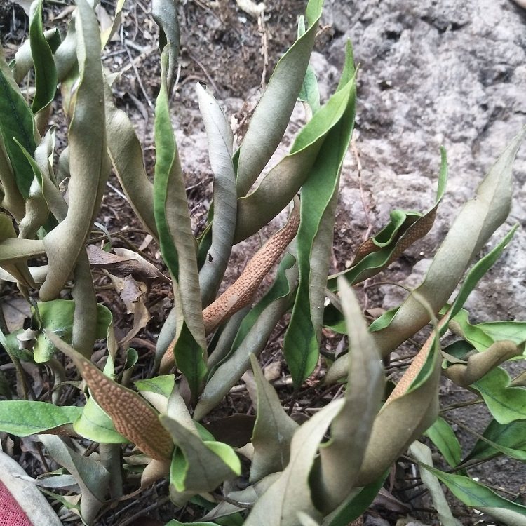 粤北新鲜采石刀口小叶石韦石七星一支剑石中草药其他药食同源食品