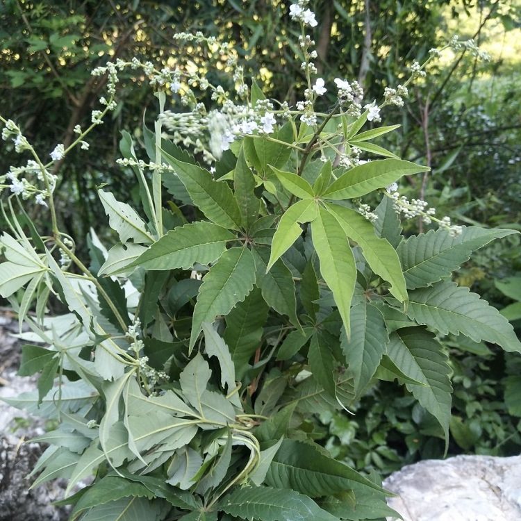 新鲜现采野黄荆生布惊中草药黄荆根黄荆枝叶蚊烟其他药食同源食品