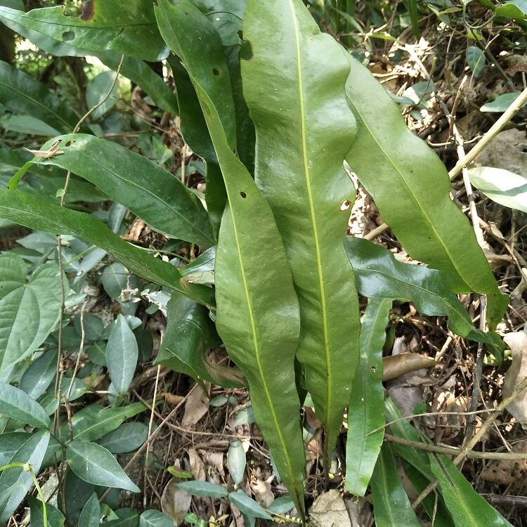 七星骨牌粤北中草药眼中千只新鲜草瓦小叶500g其他药食同源食品
