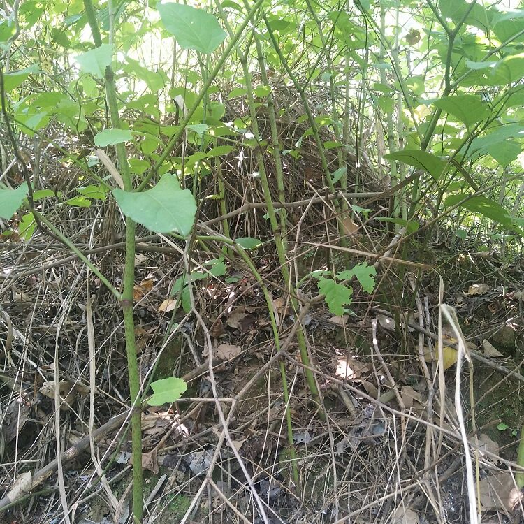 杖根新鲜生虎酸筒杆大接骨花斑竹野土大黄斑其他药食同源食品