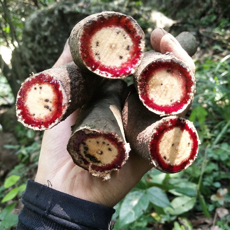 鸡血中草药新鲜藤现采小血藤500g血风五味子小叶其他药食同源食品