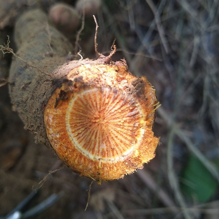 新鲜生虎杖根酸筒杆大接骨花斑竹野土大黄斑杖根黄地榆中草药500g