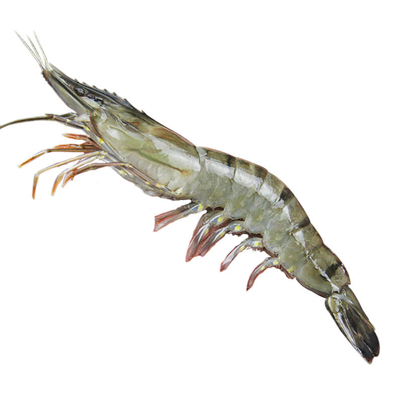 虎虾新鲜海鲜对虾九节超大竹斑草虾越南老虎活虾