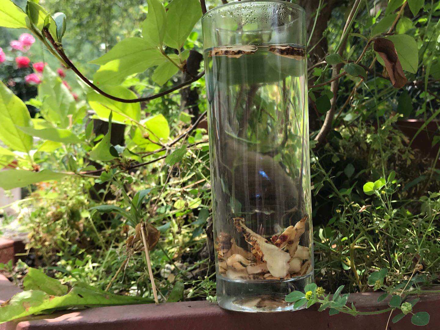 2020神农架纯野野生开口箭咽喉咙口腔上火开喉剑其他药食同源食品