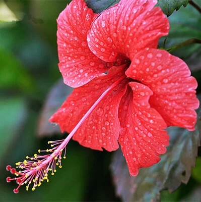 花卉绿化庭院别墅朱槿花叶扶桑绿植叶扶桑大红花时令草本花卉