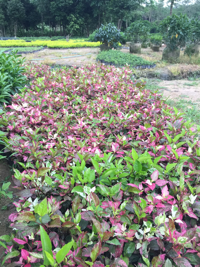 花卉绿化庭院别墅朱槿花叶扶桑绿植叶扶桑大红花时令草本花卉