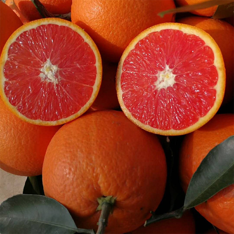 秭归红肉脐橙中华红橙子新鲜水果10斤包邮当季孕妇血橙非赣南脐橙