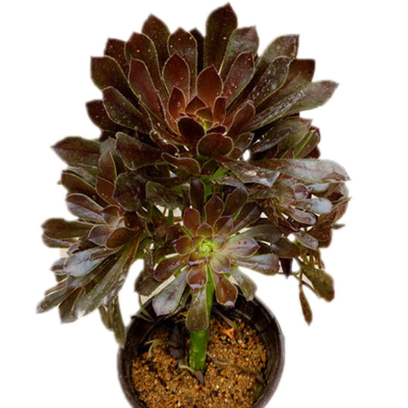 灰法师老桩一物一拍 灰法师多肉植物 黑法师老桩造型灰法师手捧花