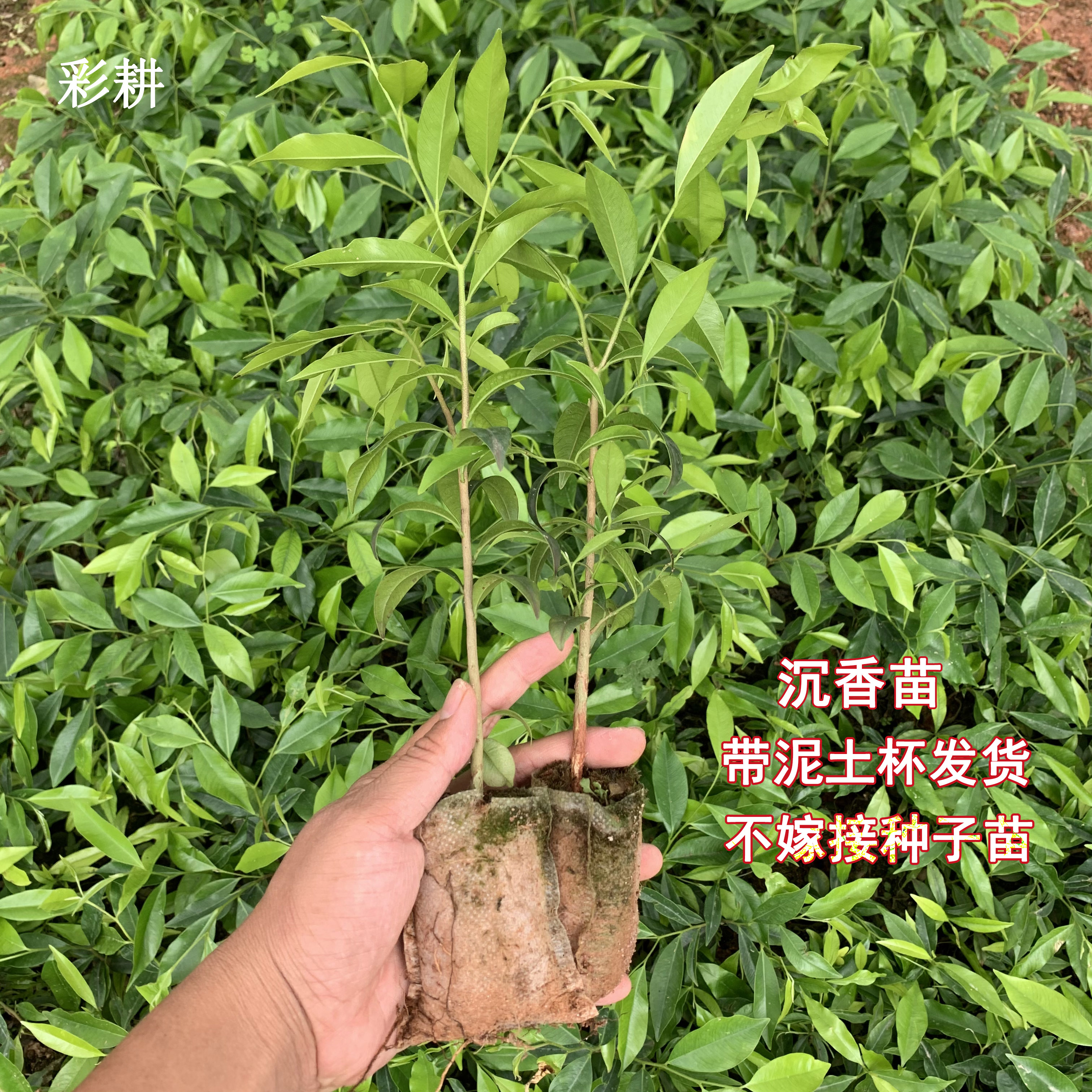 沉香树苗经济林造林奇楠实生苗带泥土杯带叶广西行道树