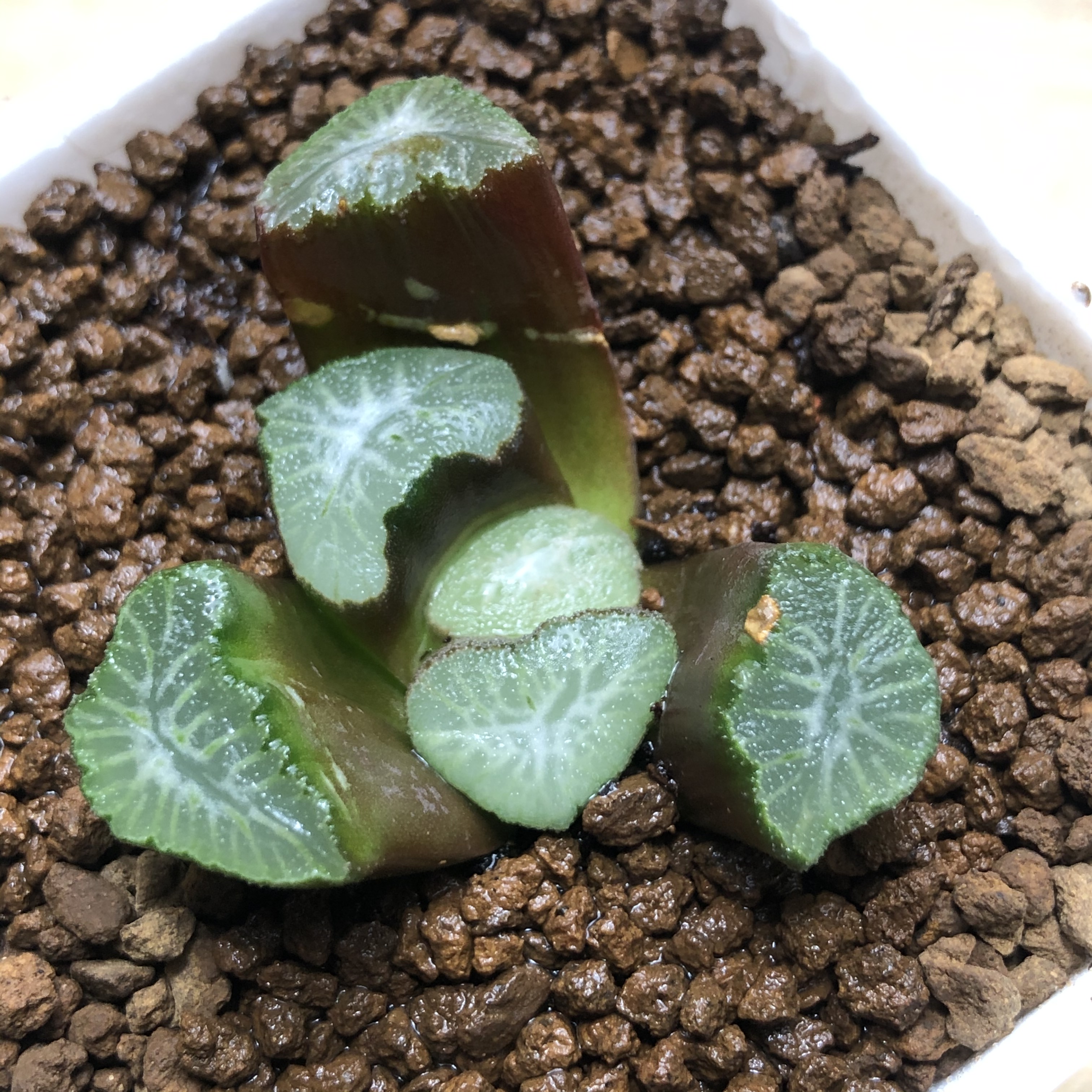 一物一拍布引万象十二卷多肉植物美大型卡罗多肉植物