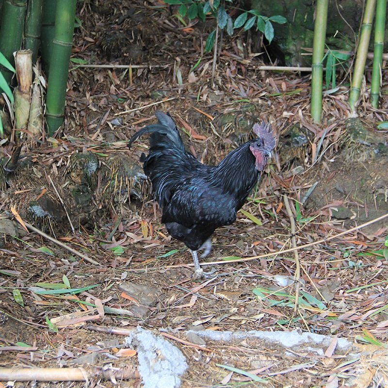 贵州赤水特产乌骨鸡新鲜现杀正宗放养土鸡农家整鸡