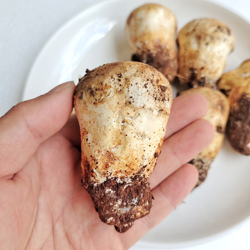 【香菇类】新鲜野生老人头菌 松苞菌云南特产山珍蘑菇酒店食材