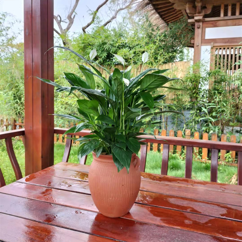 白掌一帆风顺盆栽绿植陶罐客厅办公桌室内植物水培时令草本花卉
