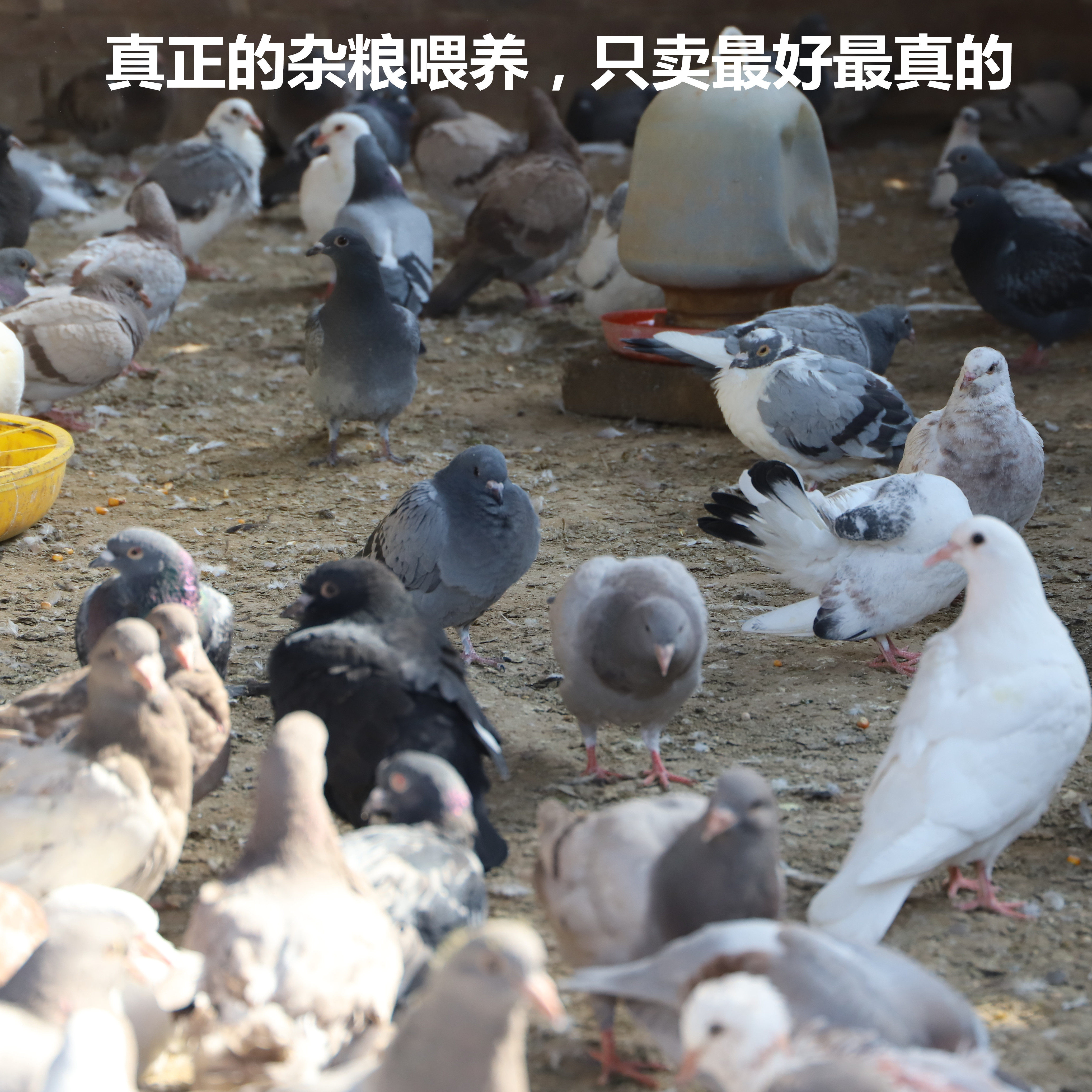 鸽子乳鸽新鲜农家散养年老活鸽现杀400g3只乳鸽