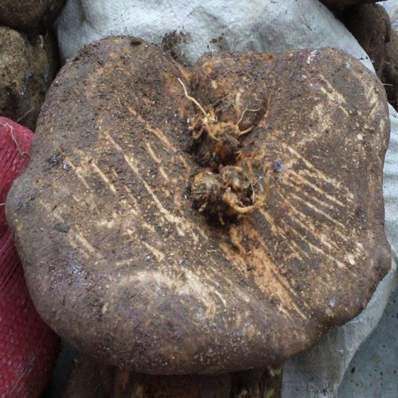 贵州包邮金250g中药材连莲百味金龟蛇连野生锅底传统滋补品其他