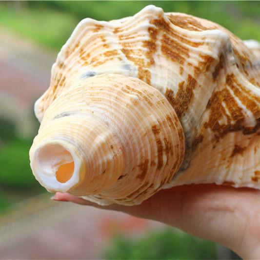 包邮超大海螺贝壳长香螺角香螺公螺道士号角海螺