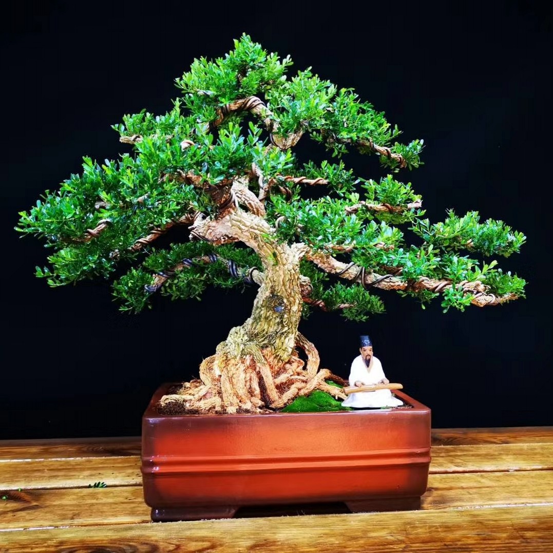 雀舌黄杨盆景老桩皱皮矮霸龙鳞禅意盆栽镇宅辟绿植